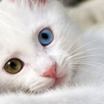 Her eve bir Van Kedisi: 5 yılda 750 aileye yeni bir can dostu