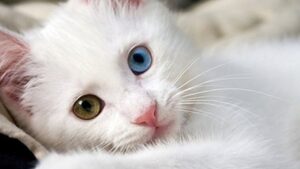 Her eve bir Van Kedisi: 5 yılda 750 aileye yeni bir can dostu