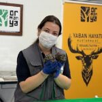 İtfaiyeden baykuş operasyonu