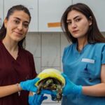 İzmir’de yangından kurtarılan kaplumbağanın tedavisi sürüyor