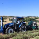 Kocaeli’de kekik hasadı başladı