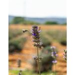 Milas Belediyesi Lavanta Hasadı Gerçekleştirdi