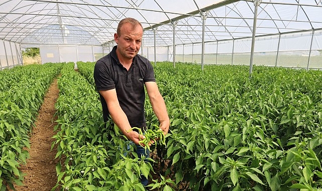 Modern seralarda hasat bereketi