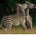 ‘Nehirde Yaşam Mücadelesi’ 2 Ağustos Cumartesi 20.00’de National Geographic WILD Ekranlarında İzleyicilerle Buluşuyor!