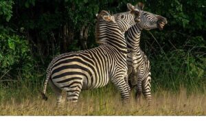 ‘Nehirde Yaşam Mücadelesi’ 2 Ağustos Cumartesi 20.00’de National Geographic WILD Ekranlarında İzleyicilerle Buluşuyor!