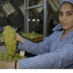 Superior Seedless çeşidi sofralık üzümün ihracat yolculuğu 16 Temmuz’da başladı