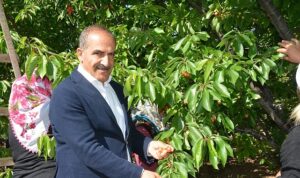 Uçak; “Don kirazı, kiraz ihracatı vurdu”