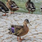 Yaralı Yavru Ördek Kuğulu Park Ailesine Katıldı