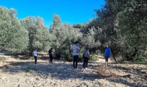 Zeytinin Ulaşım Yolları Araştırılıyor