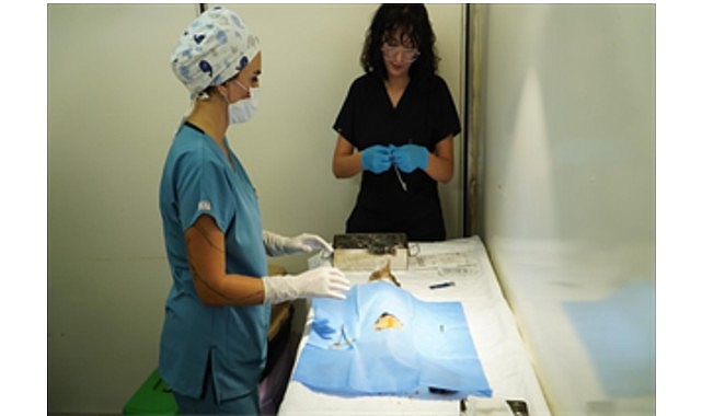 7 bin kediye mobil kısırlaştırma