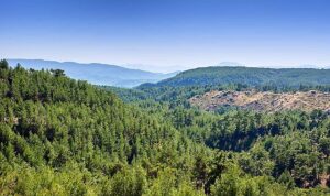 ALJ Türkiye’den 1.4 Milyon Fidan ile Başlayan Ağaç Seferberliği