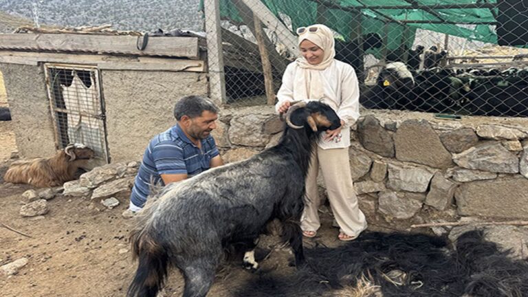 Antalya’da yörüklerin yüzyıllık geleneği yaşatılıyor: Kıl kırkımı