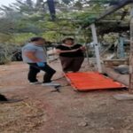 Ateşli silahla yaralanan domuz Doğal Yaşam Parkı’nda sağlığına kavuştu