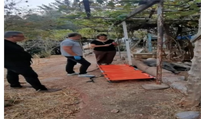 Ateşli silahla yaralanan domuz Doğal Yaşam Parkı’nda sağlığına kavuştu