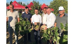 Başkan Büyükakın, İzmit’te üzüm hasadına katıldı