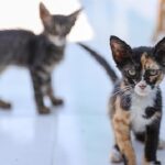 Buca’daki can dostlar sizi bekliyor