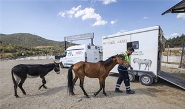 Buca’daki haralara terk edilen sahipsiz atlar Pako’da