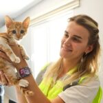 Büyükşehir ekipleri sazlıkların arasına düşen yavru kediye can oldu