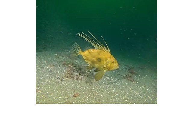 Çamur gidiyor, yeni canlılar geliyor