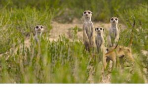 ‘Doğanın Dahileri’, 20 Ağustos Çarşamba 20.00’de National Geographic WILD Ekranlarında!