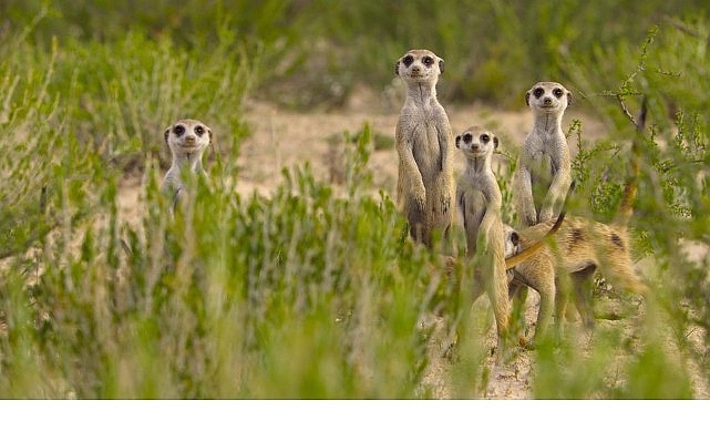 ‘Doğanın Dahileri’, 20 Ağustos Çarşamba 20.00’de National Geographic WILD Ekranlarında!