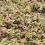 İnegöl Fındığında Hasat Zamanı