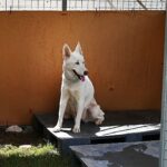 Kemer Belediyesi’nden “Can dostları” için istasyon