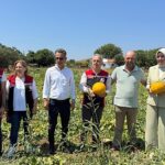 Meşhur Çeşme Kavununda Hasat Zamanı
