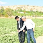 Meşhur Kazan Kavunu Sofralara Geri Dönüyor