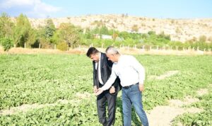 Meşhur Kazan Kavunu Sofralara Geri Dönüyor