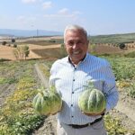 Nilüfer Konaklı’daki kavun üretimi iki kat arttı