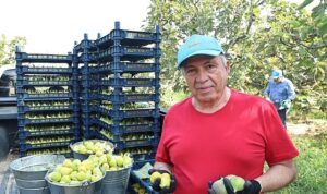 Nilüfer’de incir hasadı başladı