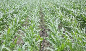 PepsiCo Suyun Geleceğini Koruma Konusunda Kararlı Adımlar Atmaya Devam Ediyor