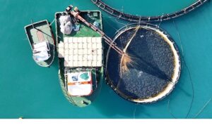 Su Ürünleri İhracatın Yeni Yıldızı Türk Somonu İçin 4 Dilde Tanıtım Filmi Hazırlandı – Bu Filmin Başrolünde Türk Somonu Oynadı