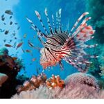 Vahşi Kıyılar Kuşağı’na Özel ‘Resif Avcıları’, 10 Ağustos Pazar 20.00’de National Geographic WILD Ekranlarında!