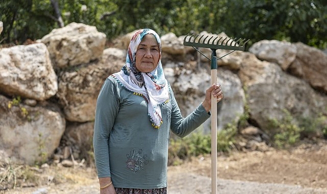 Yenişehir Belediyesinin desteğiyle safran üreticisi sayısı artıyor