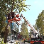 Alikahya Tramvay Hattı’nda ağaçlar budanıyor