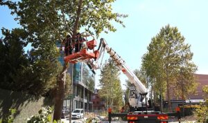 Alikahya Tramvay Hattı’nda ağaçlar budanıyor