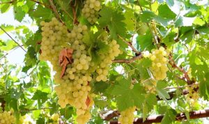 Antalya Büyükşehir’den üzüm sıkma makinesi desteği