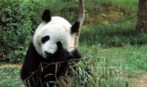 ‘Asya’nın Vahşi Sırları Özel’, 13 Eylül Cumartesi 20.00’de National Geographic WILD Ekranlarında İzleyicilerle Buluşuyor!