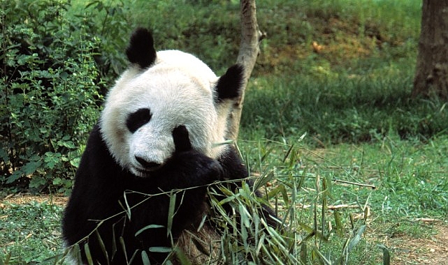 ‘Asya’nın Vahşi Sırları Özel’, 13 Eylül Cumartesi 20.00’de National Geographic WILD Ekranlarında İzleyicilerle Buluşuyor!