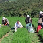 Büyükşehir destekliyor, üretim artıyor