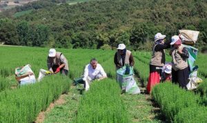 Büyükşehir destekliyor, üretim artıyor