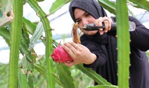 Büyükşehir’den üreticilere katma değeri yüksek alternatif ürün desteği