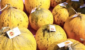 Çeşme, üretim kültürünü kutladı: 10. Ovacık Tarım ve Sakız Koyunu Festivali tamamlandı