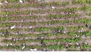 Coğrafi İşaretli Ada Karası Üzüm Hasadı Gerçekleşti