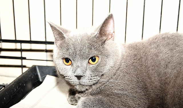 Kemer Belediyesi can dostlarımızın yanında