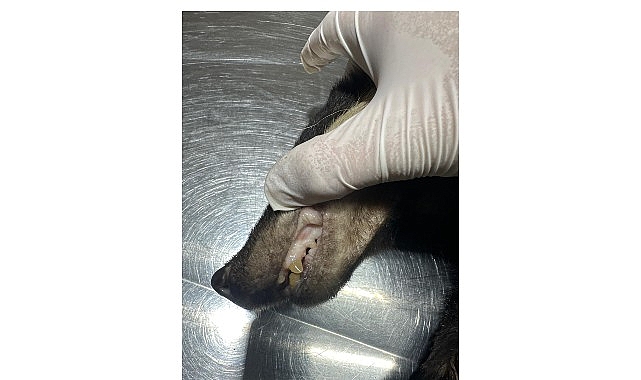 Kuzdere’de bulunan porsuk tedavi altına alındı