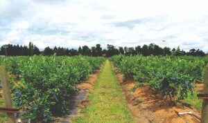 Maviyemiş ihracatından 4,2 milyon dolarlık kazanç