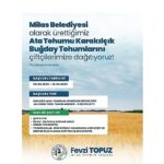 Milas Belediyesi’nden Üreticilere Karakılçık Buğday Tohumu Desteği